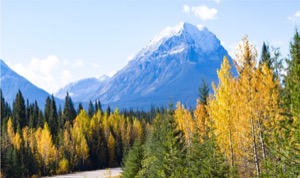 scenic photo of the rocky mountains in the background and trees starting to turn yellow in the foreground