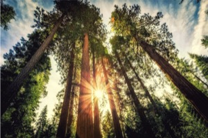 Tall forest of sequoias yosemite national park california