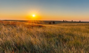 Prairies flat grassy landscapes with minimal trees